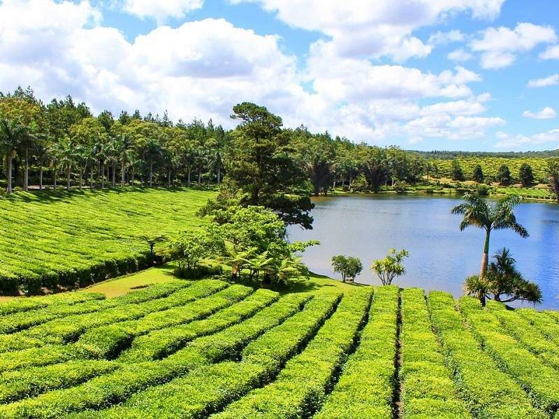 Bois Cheri Tea Plantation